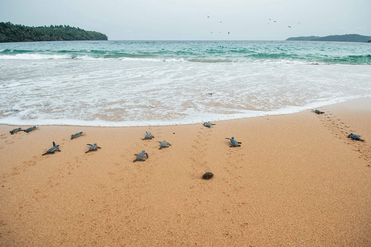 South São Tomé Guide: Pico Cão Grande, Rolas, & Local Logistics