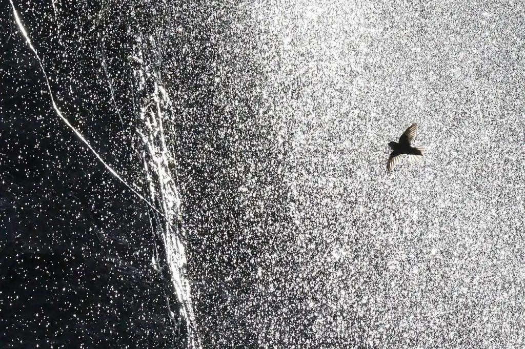 Things to do in São Tomé — a bird flying over sunlit water on São Tomé Island, showcasing wildlife and nature experiences.
