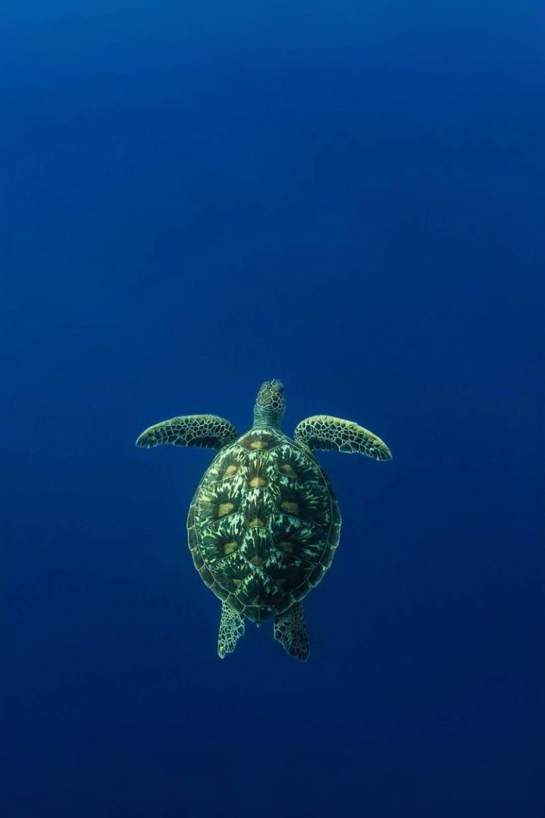 Sao Tome Wildlife Tours are the best way to tour Sao Tome