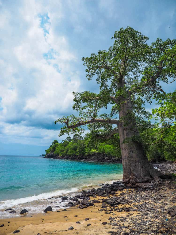 Southern São Tomé tour boabob