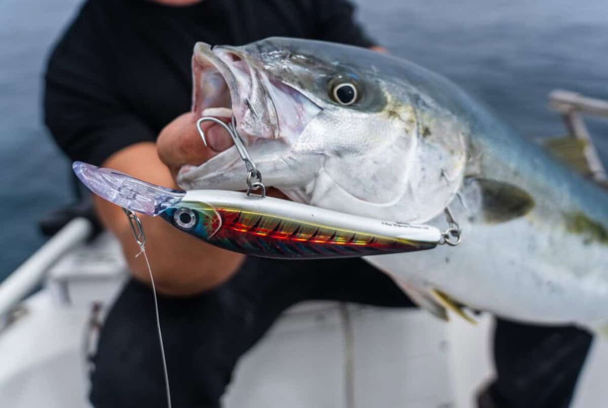 Tuna caught on rapala lure São Tomé inshore fishing