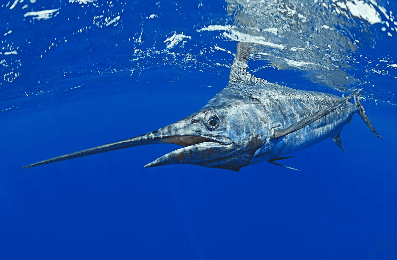 São Tomé Fishing Guide