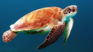 Sao Tome Turtle Watching